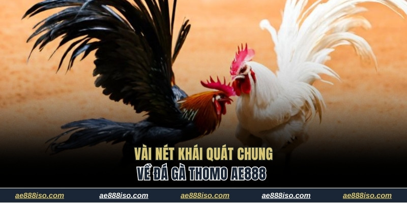 Vài nét khái quát chung về đá gà Thomo AE888